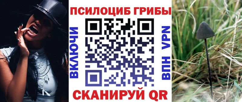 где продают   Фокино  Псилоцибиновые грибы Magic Shrooms 